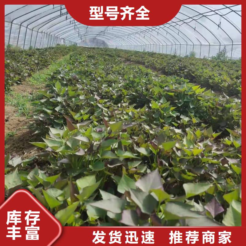 紫地瓜苗子种植方法
