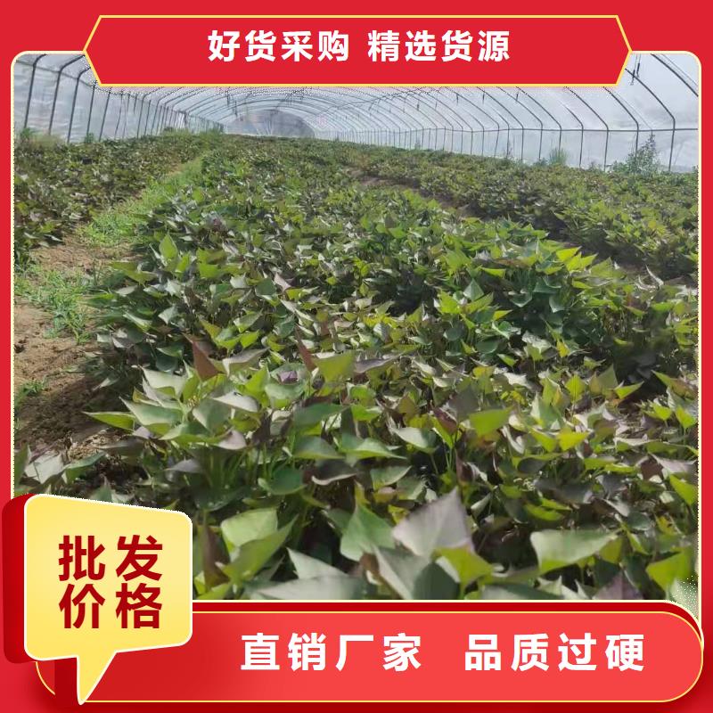 紫地瓜苗子2025新苗上市