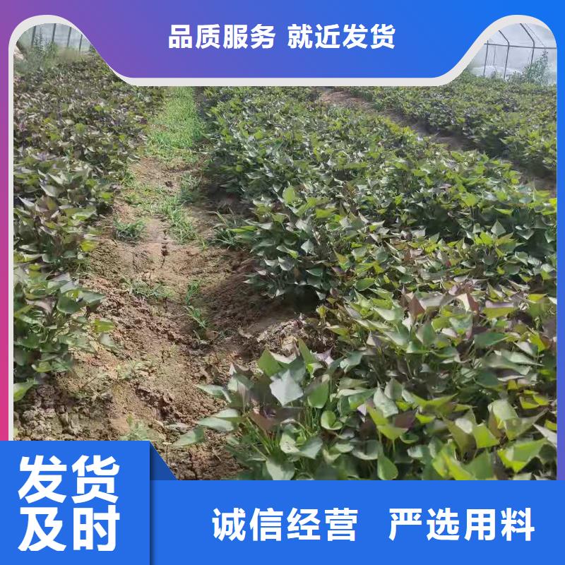 紫红薯苗能吃吗