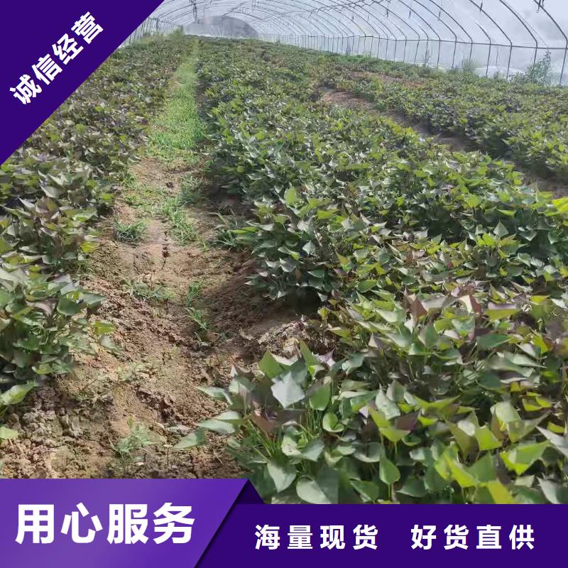 紫薯苗,南瓜粉专注细节使用放心