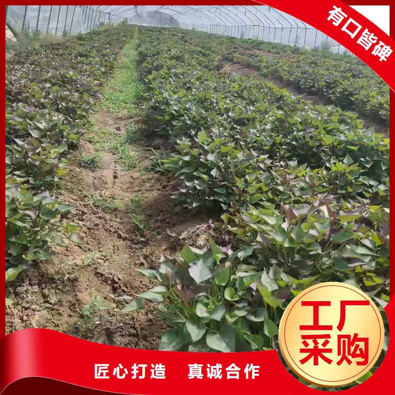 紫地瓜苗电话
