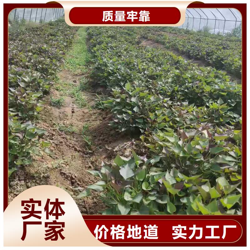 紫地瓜苗怎么培育