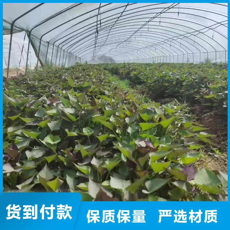 紫薯苗子多少钱一棵