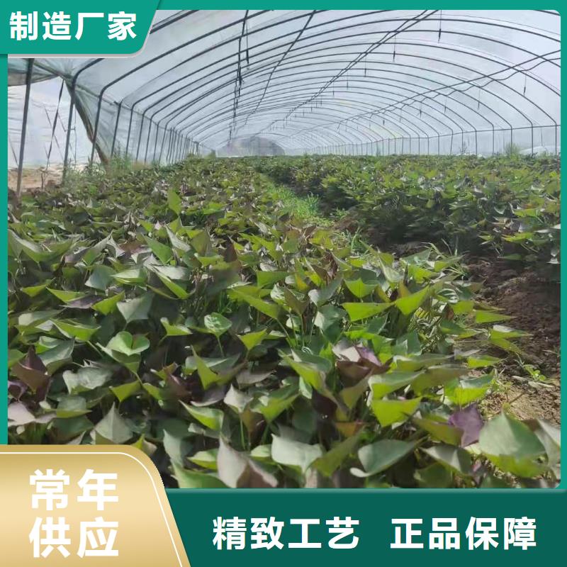 红薯苗（西瓜红）多少钱一棵
