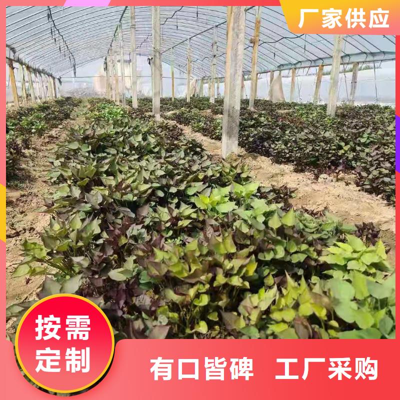 济黑1号紫薯苗专业培育基地