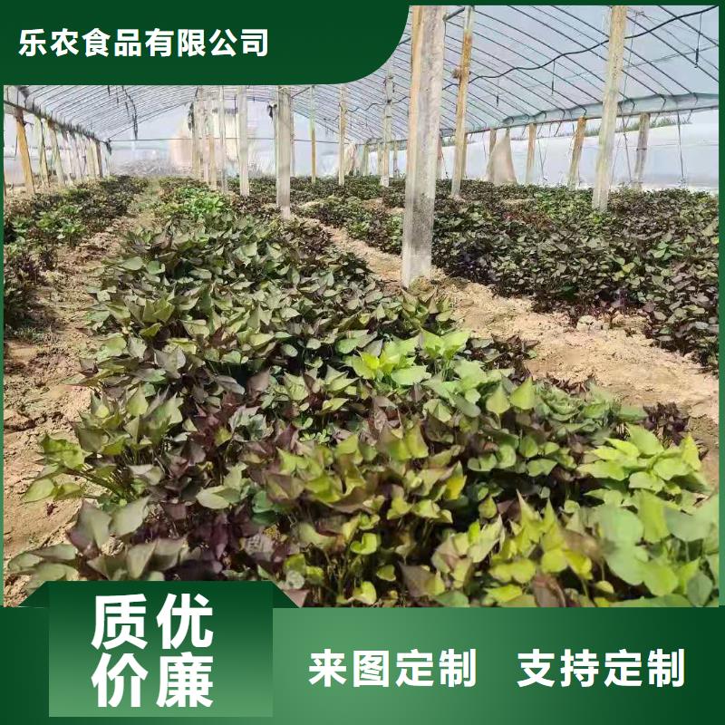 东风8号紫薯苗成活率高