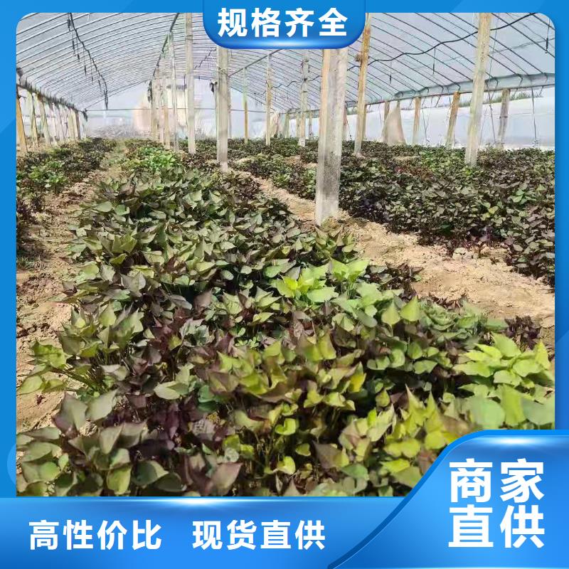 紫地瓜苗子保回收