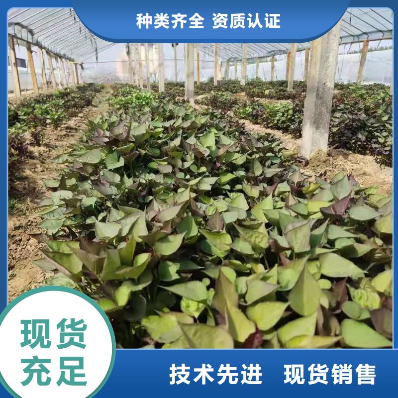 紫地瓜苗销售