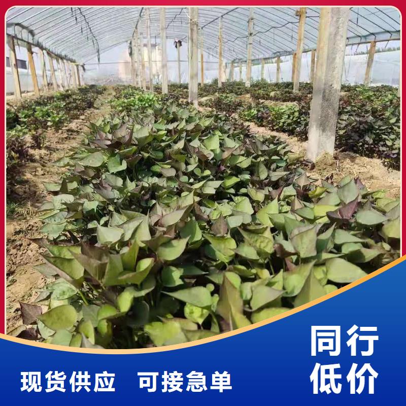 绫紫薯苗管理方式