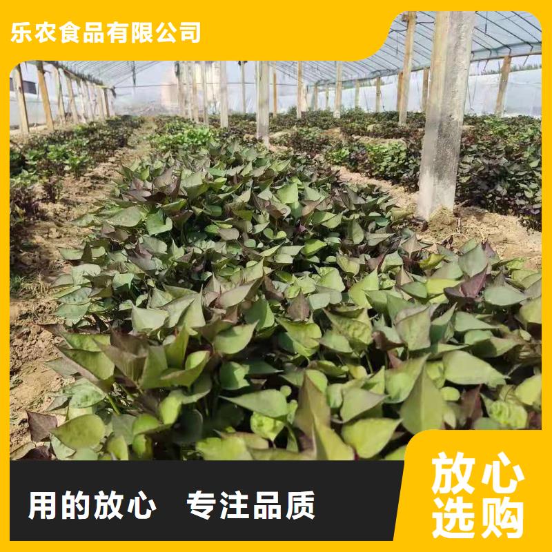 紫地瓜苗电话