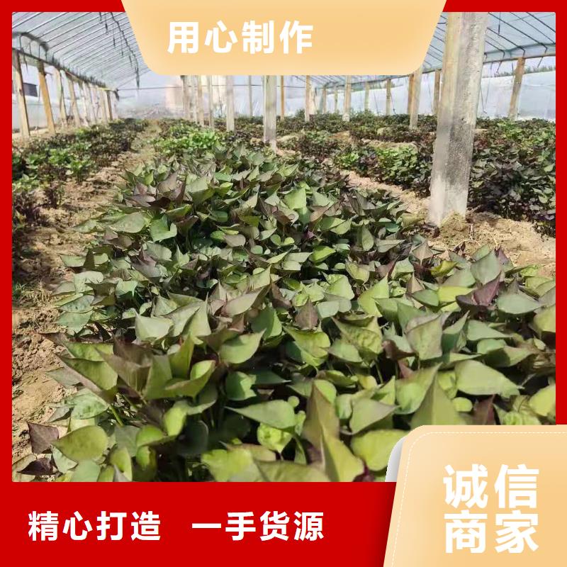 紫薯苗子多少钱一棵