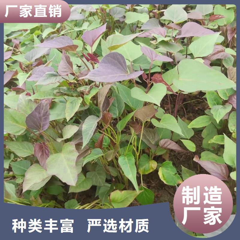 紫甘薯苗怎么培育