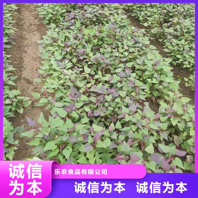 紫地瓜苗子2025新苗上市