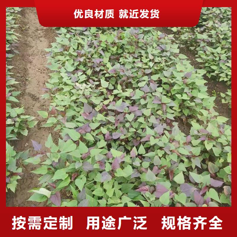 鲜食型紫薯苗厂家