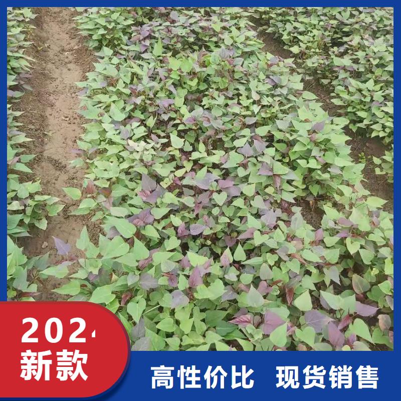红薯苗（西瓜红）市场报价