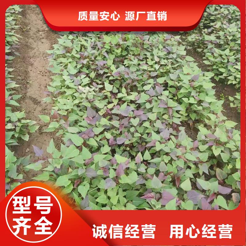 紫甘薯苗种植基地