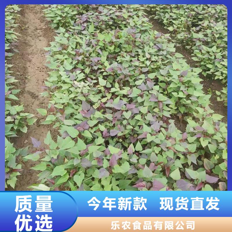 紫地瓜苗子种植方法