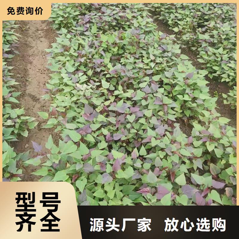 紫地瓜苗子供应