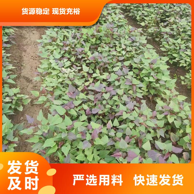 东风8号紫薯苗出售