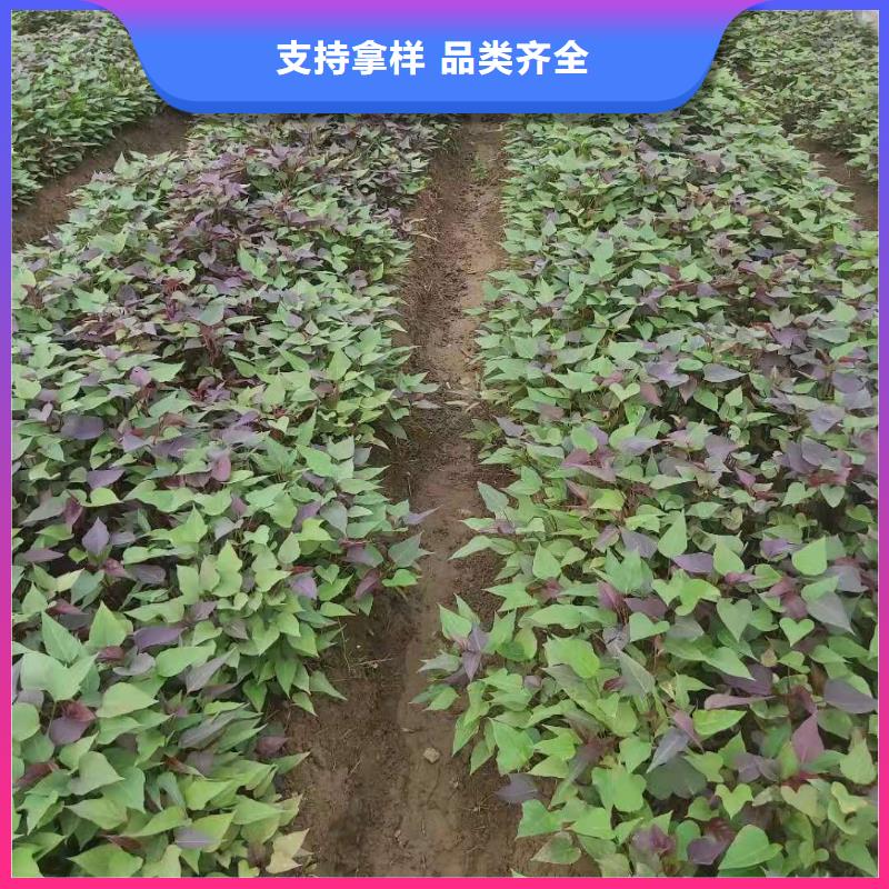 紫薯苗子电话