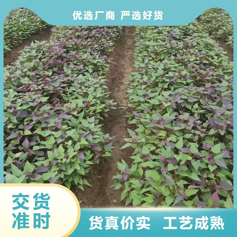 鲜食型紫薯苗厂家