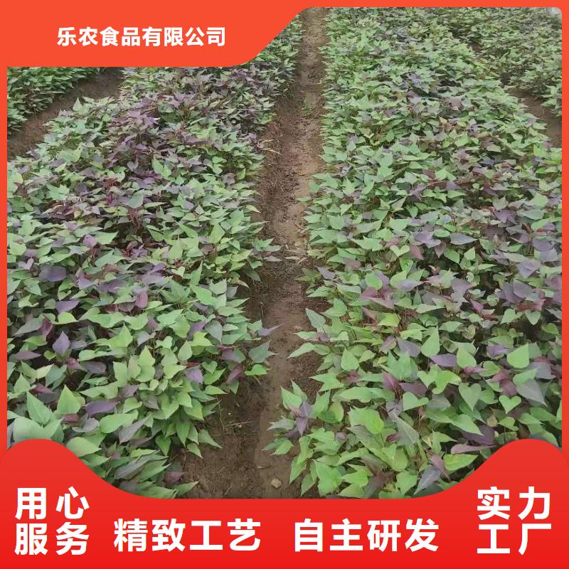 紫甘薯苗销售