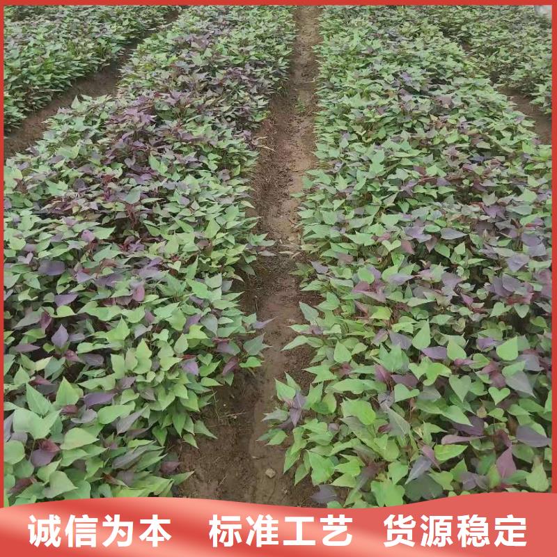 紫薯苗子2025新苗上市
