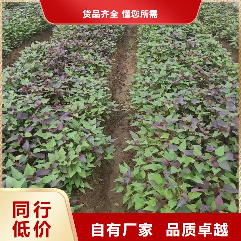 紫地瓜苗报价