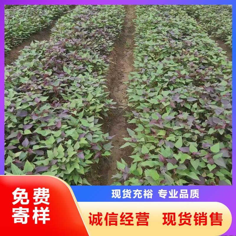 紫薯苗（绫紫）种植基地