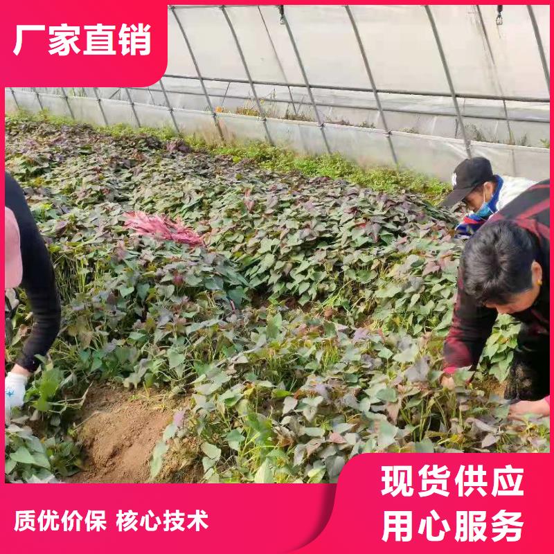 紫地瓜苗子保回收