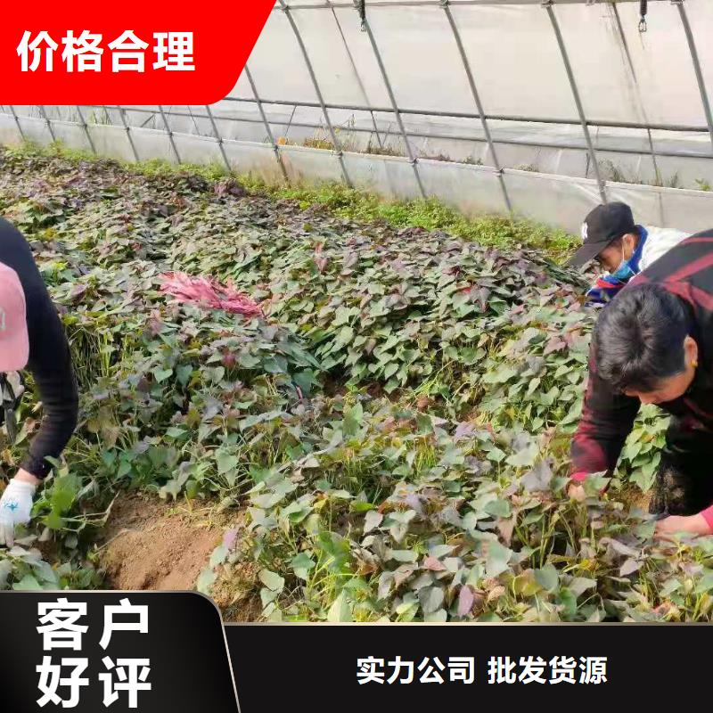 紫地瓜苗批发