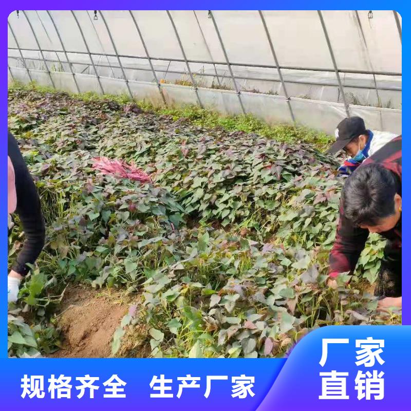 紫薯种子怎么培育