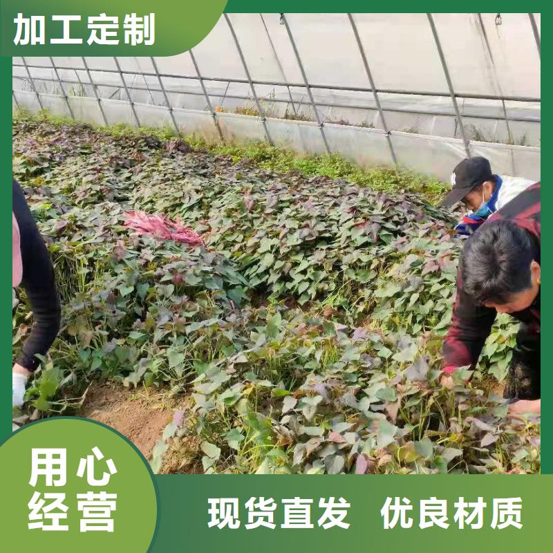 紫薯苗栽培时间