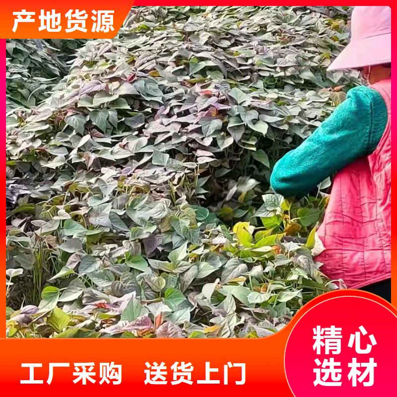 紫地瓜苗种植厂家