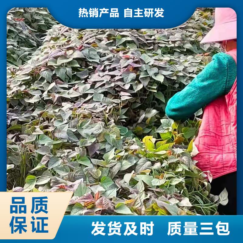 紫薯苗,南瓜粉专注细节使用放心
