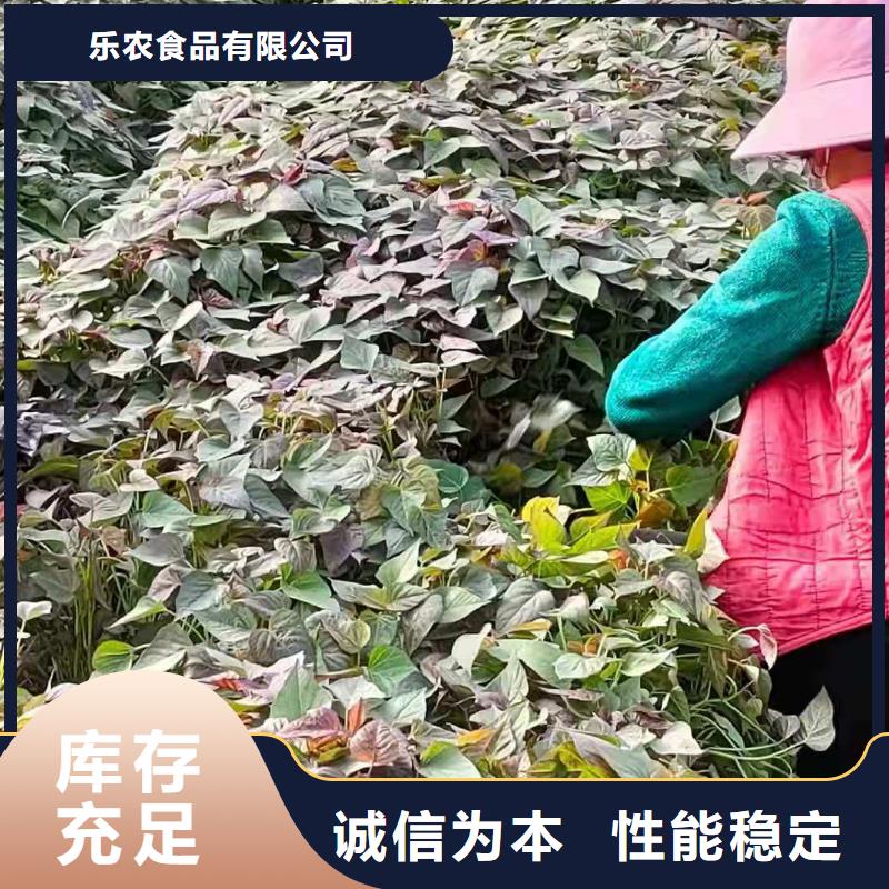 紫薯苗（济黑2号上市）出品率高