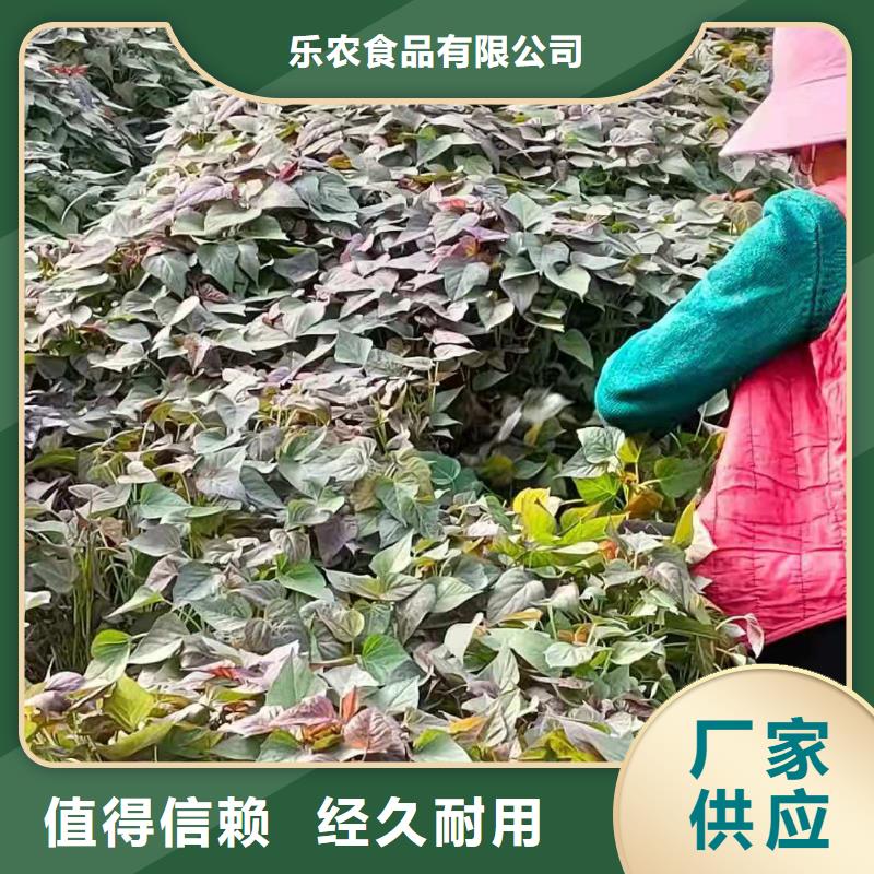 脱毒紫薯苗什么时候种