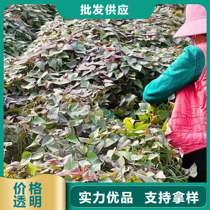 紫薯苗羽衣甘蓝粉品类齐全