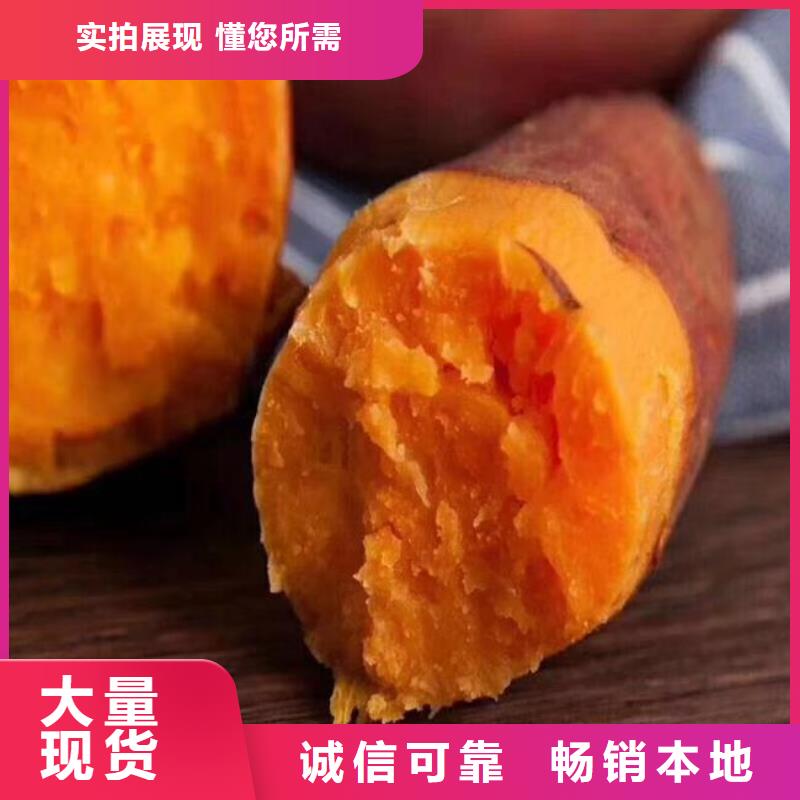紫地瓜苗子2025新苗上市