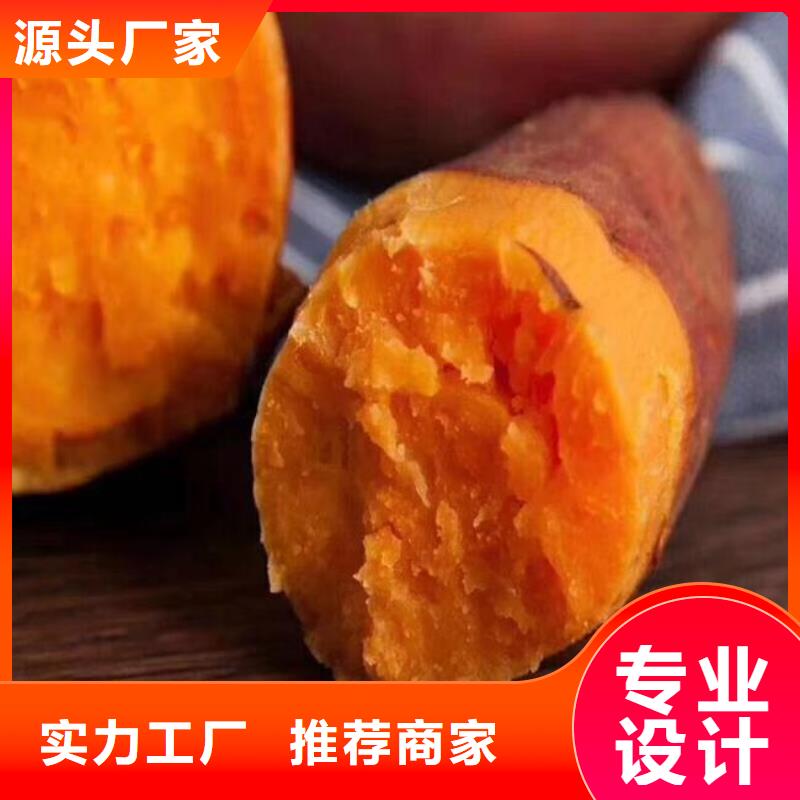 鲜食型紫薯苗厂家价格是多少