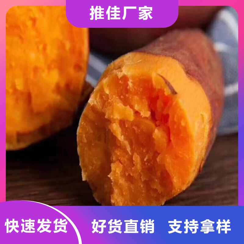 紫地瓜苗销售