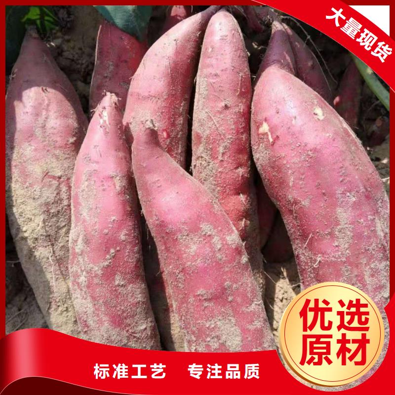 紫薯苗（济黑2号上市）出品率高