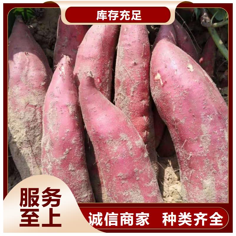 紫薯苗羽衣甘蓝粉品类齐全