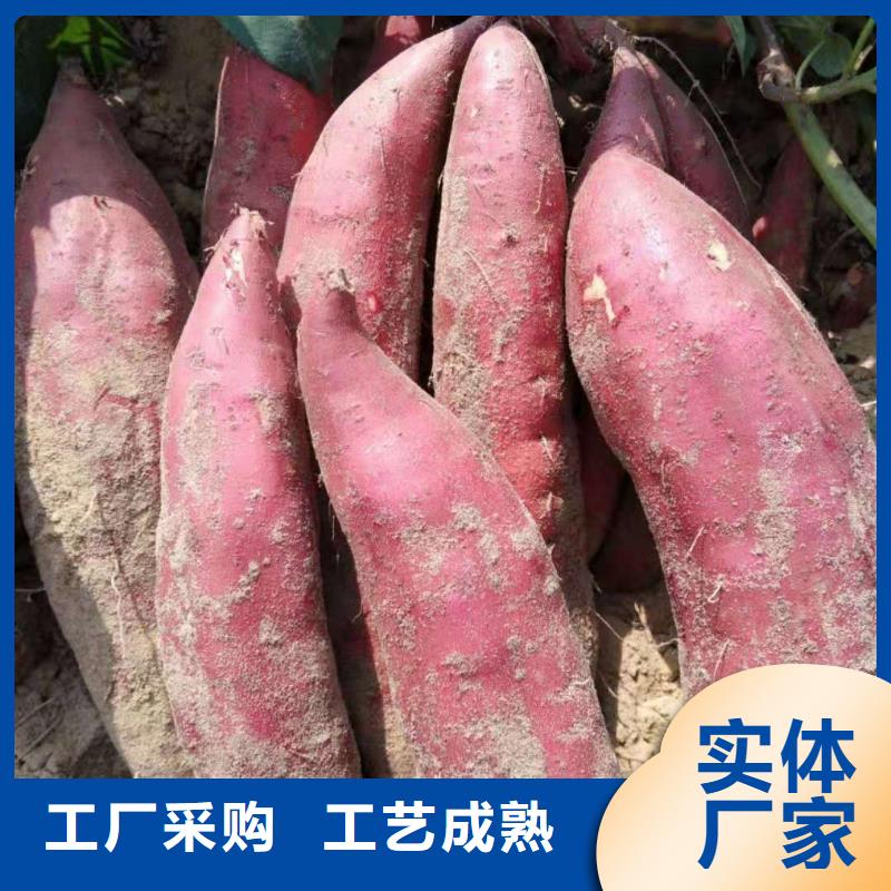 紫薯苗（济黑2号）多少钱