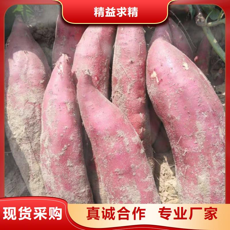 济黑1号紫薯苗专业培育基地