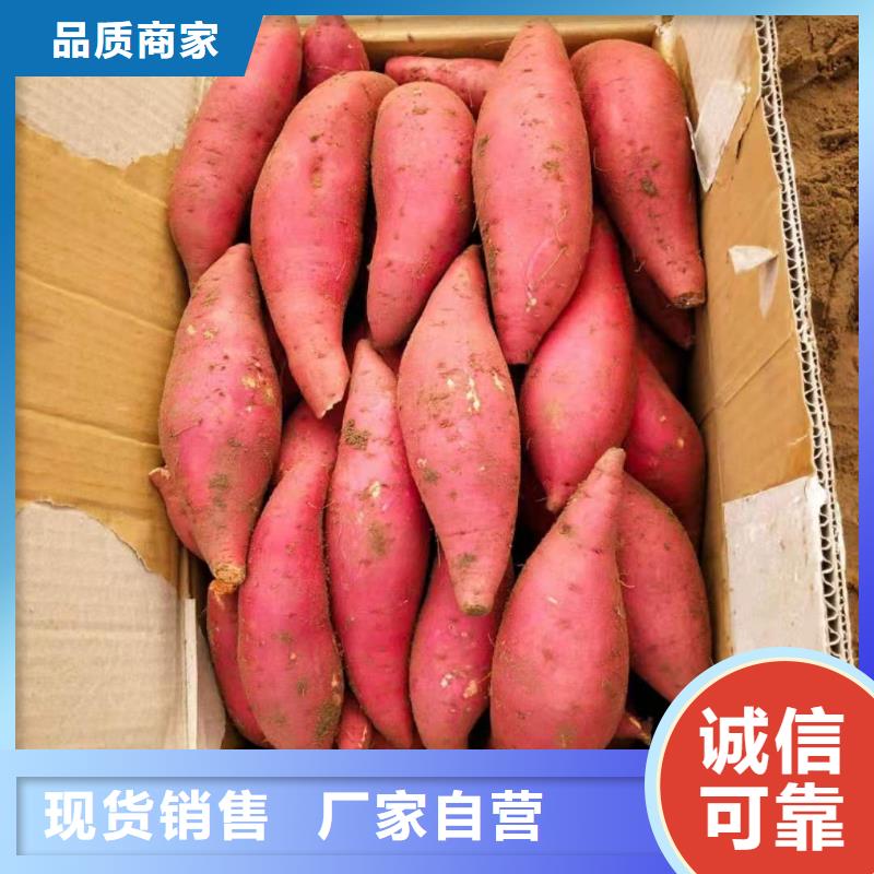 紫薯苗（济黑2号上市）出品率高