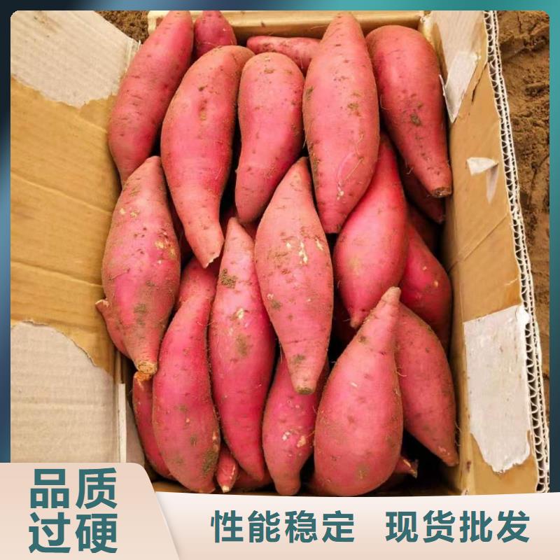 鲜食型紫薯苗批发