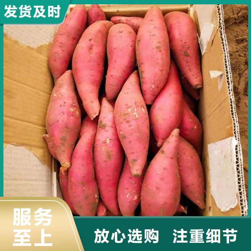 紫地瓜苗子供应