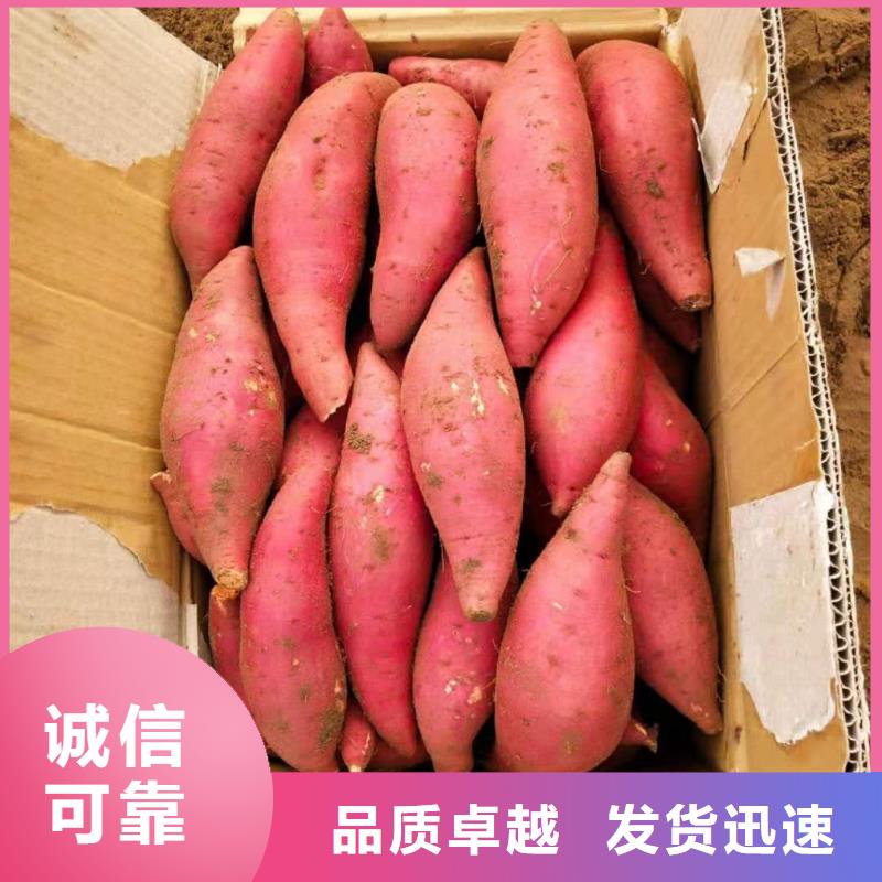 紫薯苗（济黑2号上市）培育技术