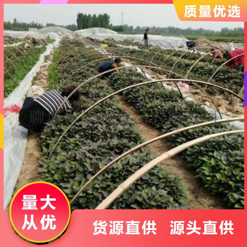 紫地瓜苗怎么培育